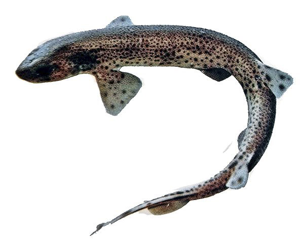 Scyliorhinus canicula_02224.jpg
